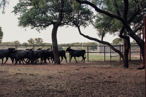 有关一群动物, 公园, 分公司的免费素材图片