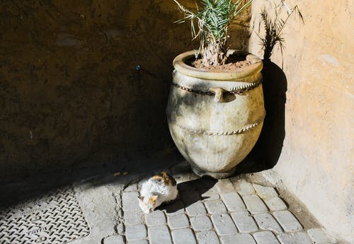 流浪猫在破旧的院子里用锅 · 免费素材图片