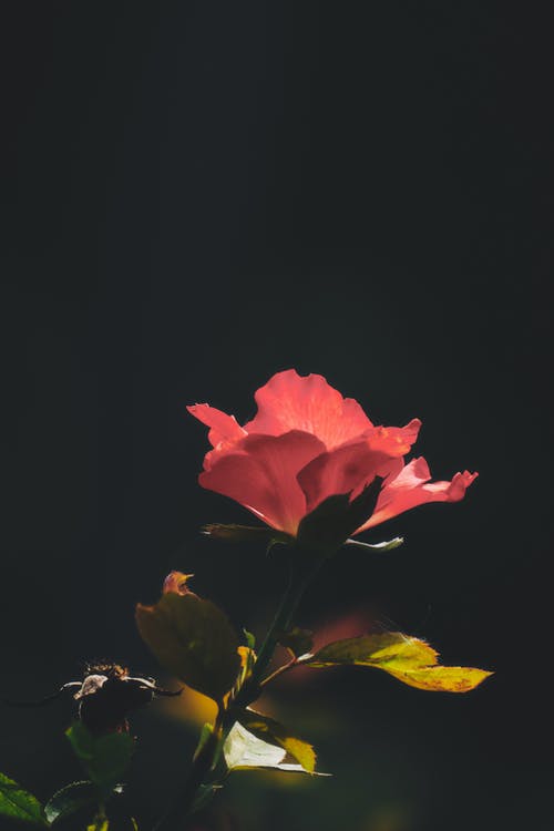 有关微妙, 景深, 树叶的免费素材图片