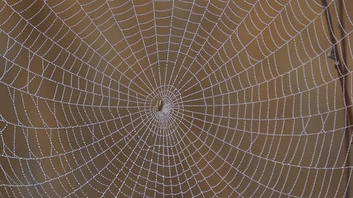 有关图案, 特写, 纹理的免费素材图片