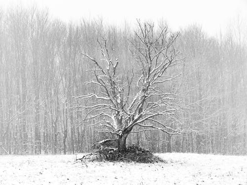 有关下雪的, 光秃秃的, 冬季的免费素材图片