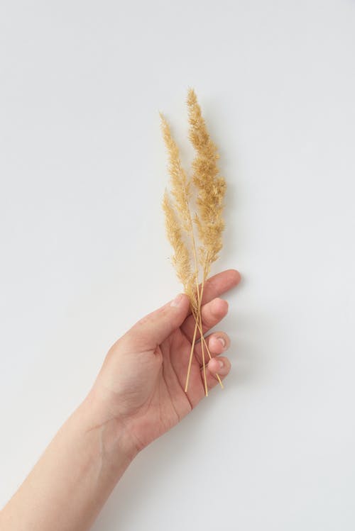 有关垂直拍摄, 干小麦, 手的免费素材图片