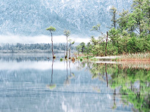 有关大雾天, 天性, 森林的免费素材图片