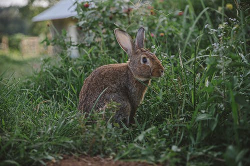 有关兔子, 动物摄影, 可爱的免费素材图片