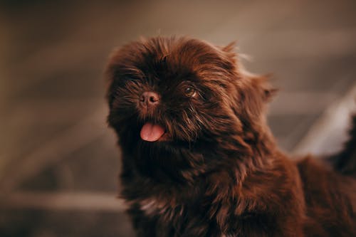 有关享受, 伸出舌头, 俄罗斯彩色的小狗的免费素材图片