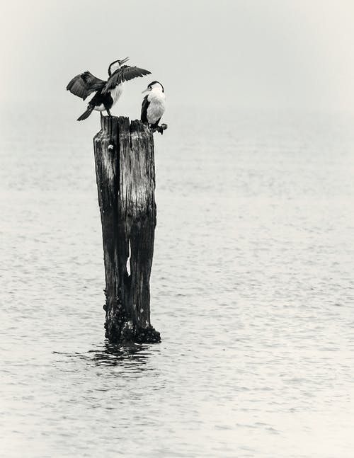 有关人, 原本, 单色的免费素材图片