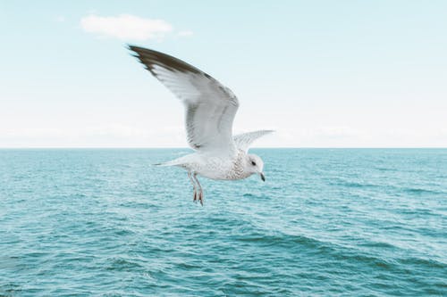 海鸥在晴朗的天空，在海上 · 免费素材图片