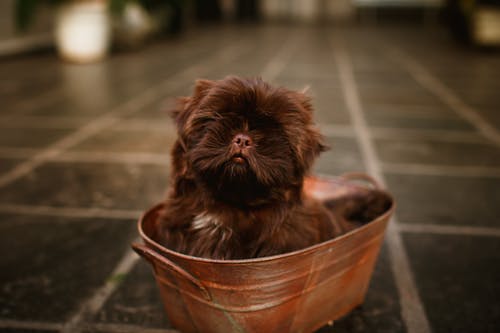有关休息, 俄罗斯彩色的小狗, 动物的免费素材图片