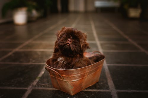 有关享受, 休息, 俄罗斯彩色的小狗的免费素材图片