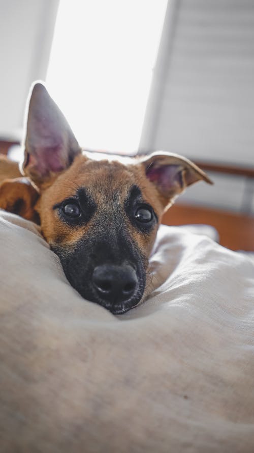 有关享受, 休息, 伴侣的免费素材图片