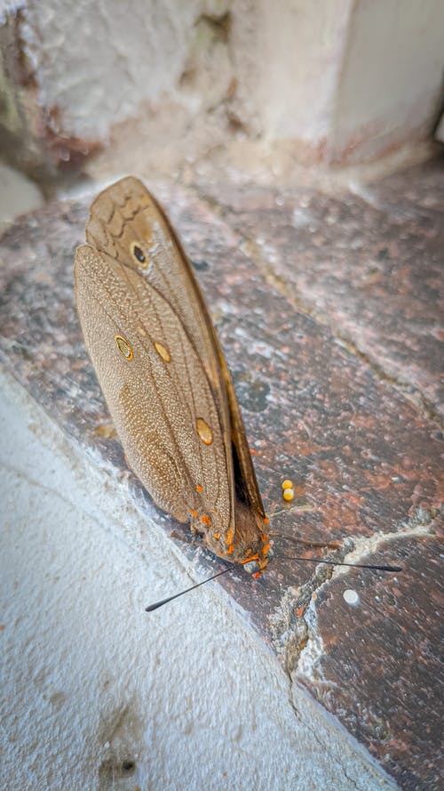 有关乾的, 休息, 动物的免费素材图片