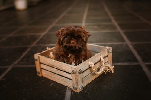 有关休息, 俄罗斯彩色的小狗, 动物的免费素材图片