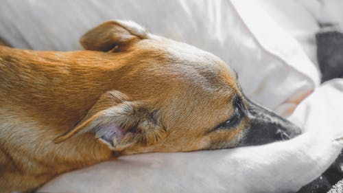 有关享受, 休息, 伴侣的免费素材图片