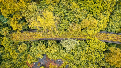 有关下落, 俯视图, 华丽的的免费素材图片