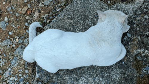 有关休息, 俯视图, 冷静的免费素材图片