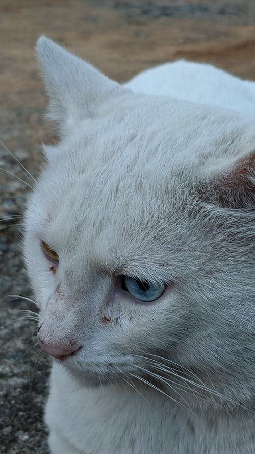 有关休息, 动物, 可爱的免费素材图片