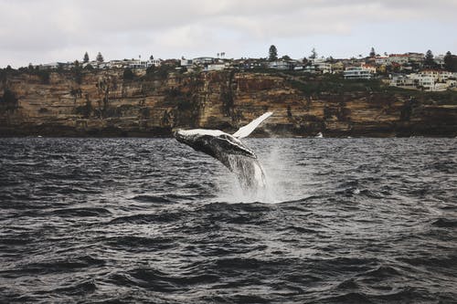 座头鲸在海岸附近的海中飞溅 · 免费素材图片