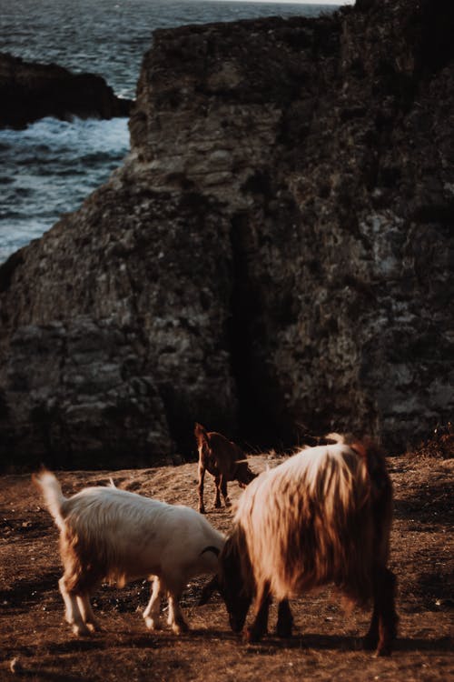 有关吃, 垂直拍摄, 山羊的免费素材图片