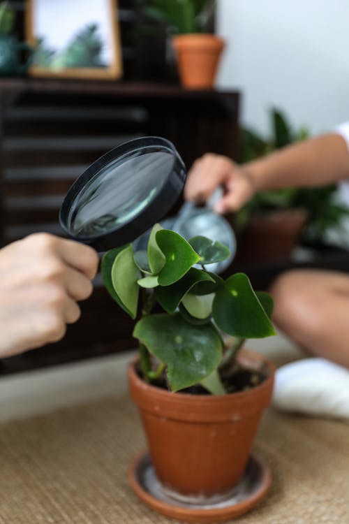 用放大镜看植物的人 · 免费素材图片