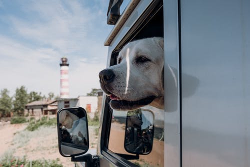 从车玻璃望出去的纯种狗 · 免费素材图片