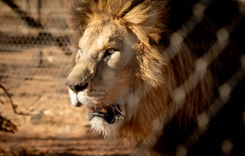 有关动物摄影, 南非, 危险的免费素材图片