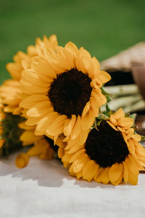 移轴镜头中的黄色向日葵 · 免费素材图片