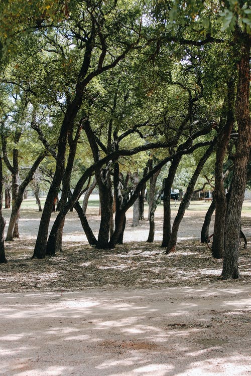 有关公园, 冷静, 分公司的免费素材图片