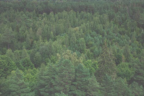 有关天性, 户外, 森林的免费素材图片