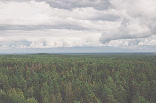 有关天性, 户外, 森林的免费素材图片