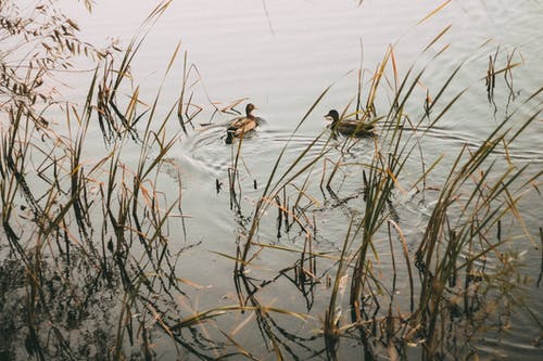 有关水禽, 沼泽, 游泳的免费素材图片