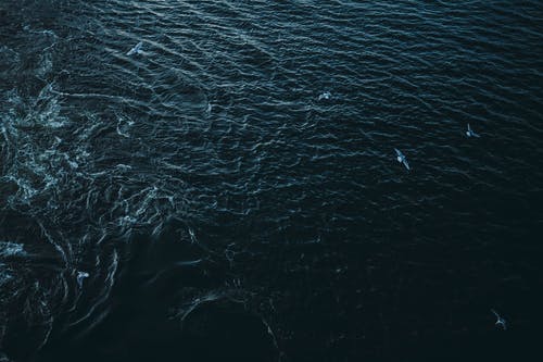 有关动物学, 动物, 和谐的免费素材图片