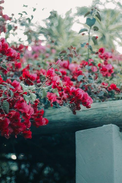 有关一串, 九重葛, 分公司的免费素材图片