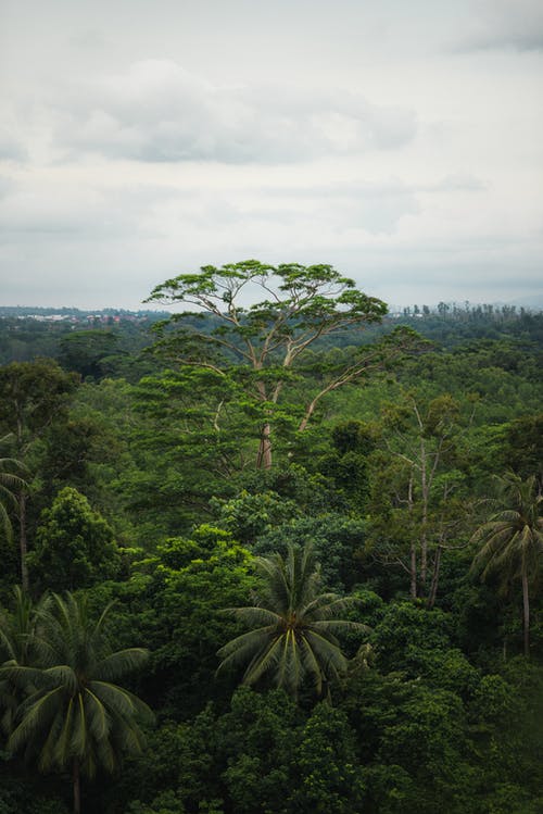 有关丛林, 垂直拍摄, 户外的免费素材图片
