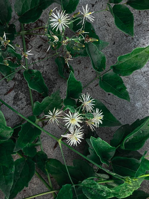 有关作文, 冷静, 分公司的免费素材图片