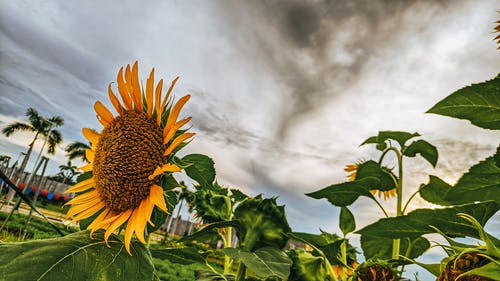 有关向日葵, 增长, 天性的免费素材图片