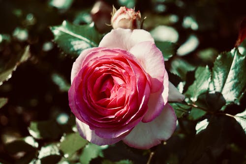 有关增长, 天性, 微妙的免费素材图片