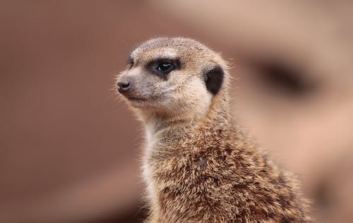 有关动物, 动物摄影, 哺乳动物的免费素材图片