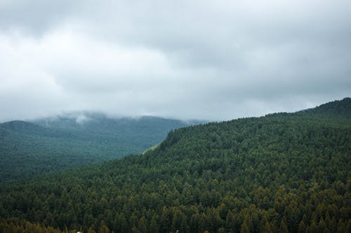 有关天性, 户外, 森林的免费素材图片
