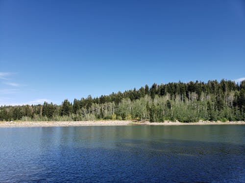 有关天性, 户外, 森林的免费素材图片