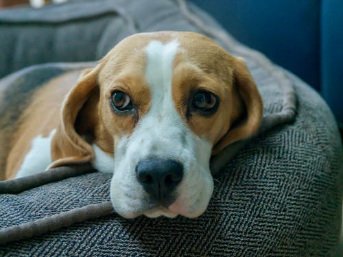 有关动物, 可爱, 可爱的的免费素材图片