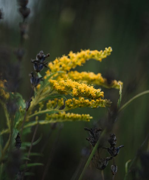 有关一枝黄花, 增长, 夏天的免费素材图片