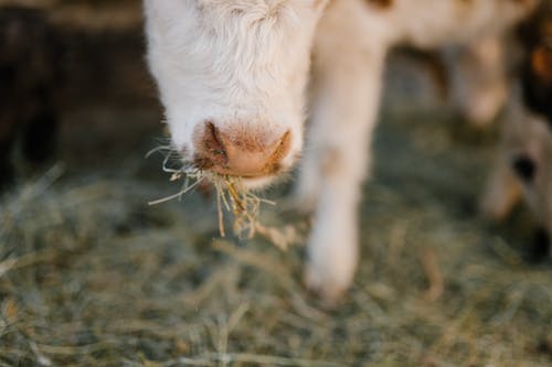 牛鼻子与嘴里的草 · 免费素材图片