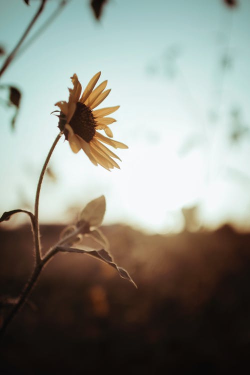 有关垂直拍摄, 增长, 天性的免费素材图片