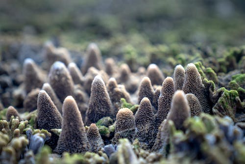 有关动物学, 动物, 动物园的免费素材图片