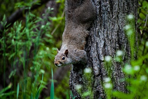 有关下降, 动物摄影, 哺乳动物的免费素材图片