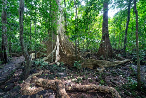 有关公园, 分公司, 原本的免费素材图片