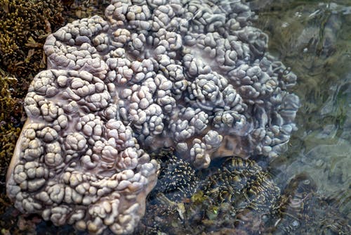 有关动物, 各种, 地平线的免费素材图片