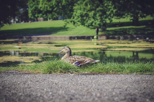 有关侧面图, 公园, 冷静的免费素材图片