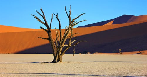 有关deadvlei, 乾旱, 乾的的免费素材图片