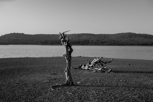 有关bw, 乾的, 冷静的免费素材图片